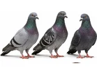 Birds