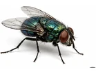 Flies