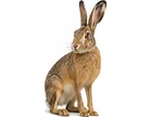 Rabbits
