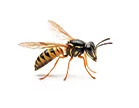 Wasps